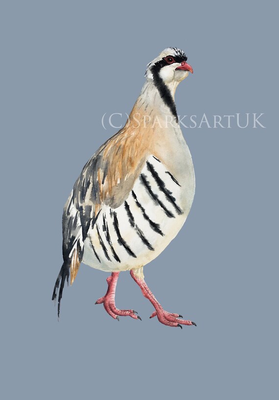 Chukar Rebhuhn Blau Giclee Druck Von Original Etsy