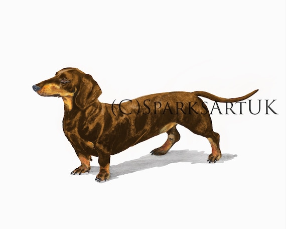 Chocolate sausage dog hotsell