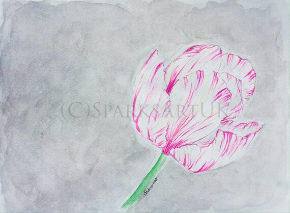Pink And White Tulip On Light Grey Background Giclee Print Etsy