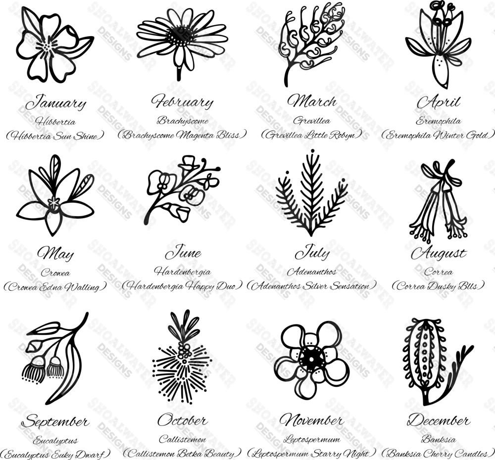 Septembers Australian Native Birth Flower Eucalyptus eucalyptus Euky