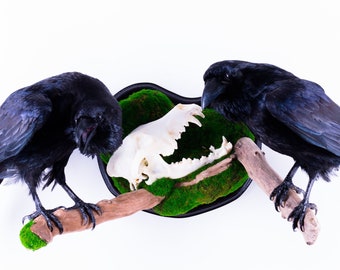 Taxidermy Raven Bird animal Mount Gothic Corvus corax