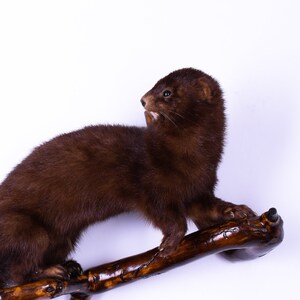 Taxidermia Verdadera Vison Europeo Mamifero Disecado Animal Etsy