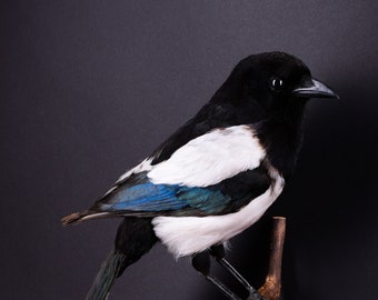 magpie stuffed animal