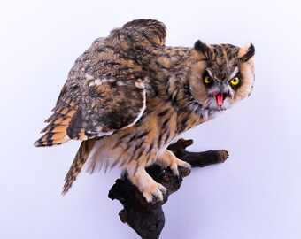 real stuffed owl