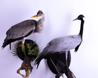 stuffed heron