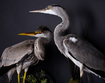 stuffed heron
