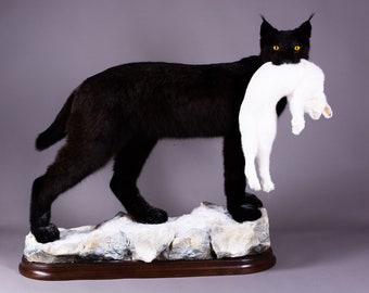 Vraie Taxidermieanimaux Empailles Rapaces Ours Par Taxidermyanimal