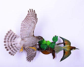 Stuffed Birds For Sale Lifesize Real St5024 Decor Eurasian Sparrowhawk Taxidermy Bird Mount Hawk Mounted