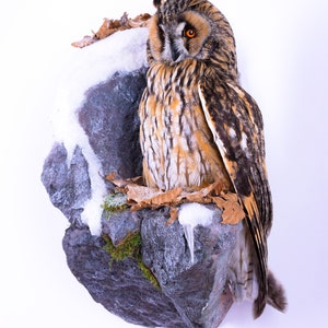 Taxidermy Long-eared Owl Bird Stuffed animal Mount Asio otus | Etsy