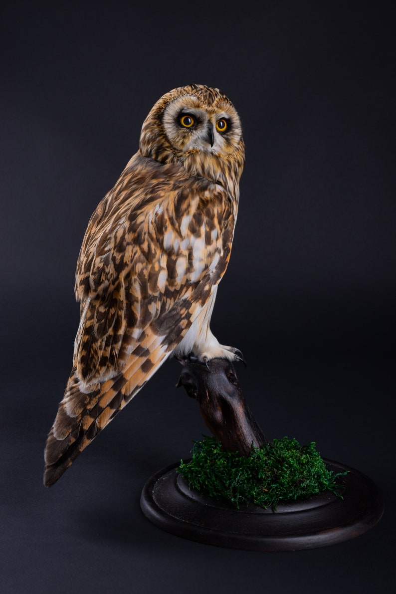 Real Taxidermy Stuffed Short-eared Owl Brown Bird of Prey New Hunting trophy Zoology Gift Fur Table Stand Mystic Home Decor Cites Skin
