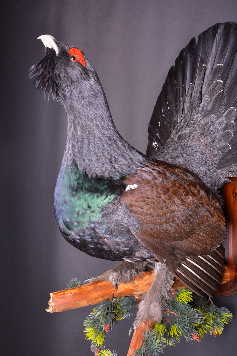 Real Taxidermy Stuffed \u0421apercaillie Grouse Bird New Hunting trophy Scientific Zoology Gift Fur Table Stand Home Decor Skin