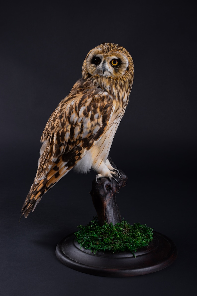 Real Taxidermy Stuffed Short-eared Owl Brown Bird of Prey New Hunting trophy Zoology Gift Fur Table Stand Mystic Home Decor Cites Skin