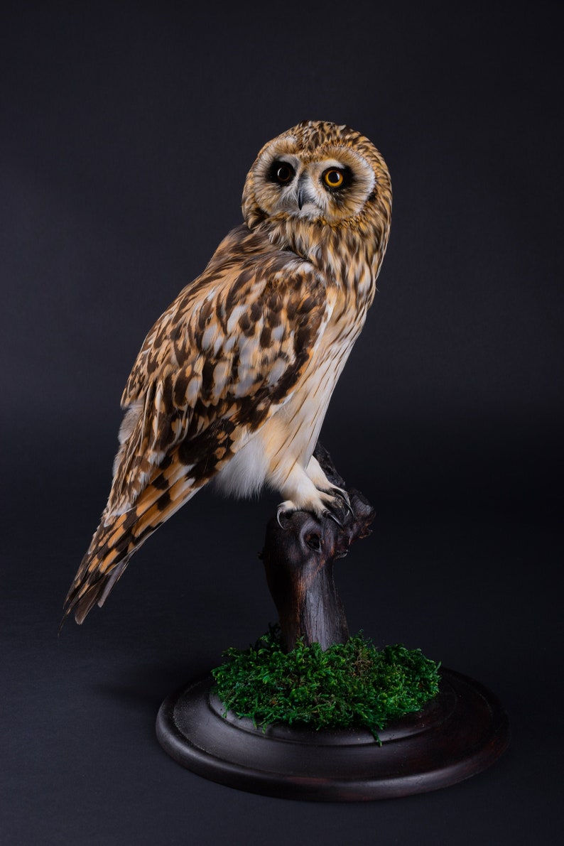 Real Taxidermy Stuffed Short-eared Owl Brown Bird of Prey New Hunting trophy Zoology Gift Fur Table Stand Mystic Home Decor Cites Skin