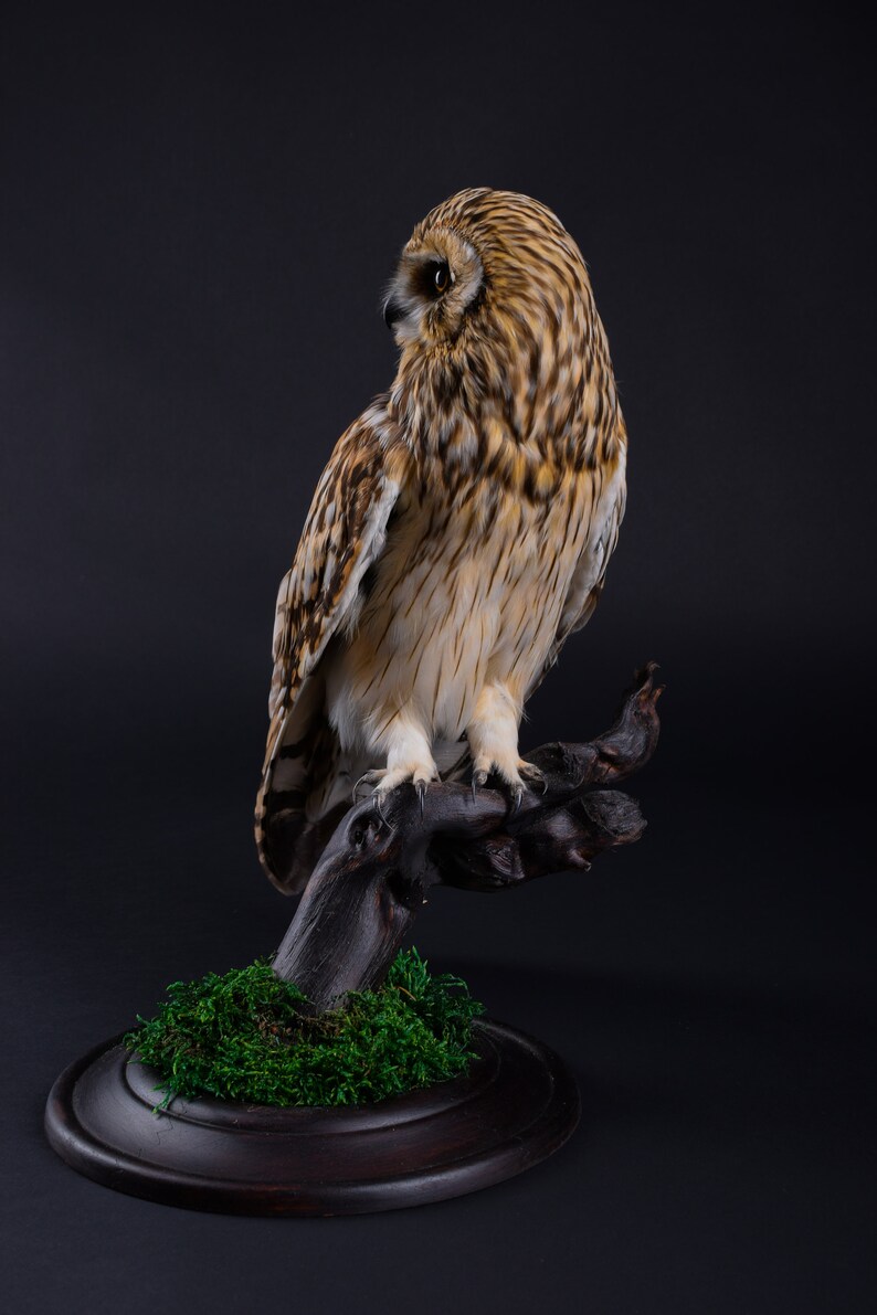 Real Taxidermy Stuffed Short-eared Owl Brown Bird of Prey New Hunting trophy Zoology Gift Fur Table Stand Mystic Home Decor Cites Skin