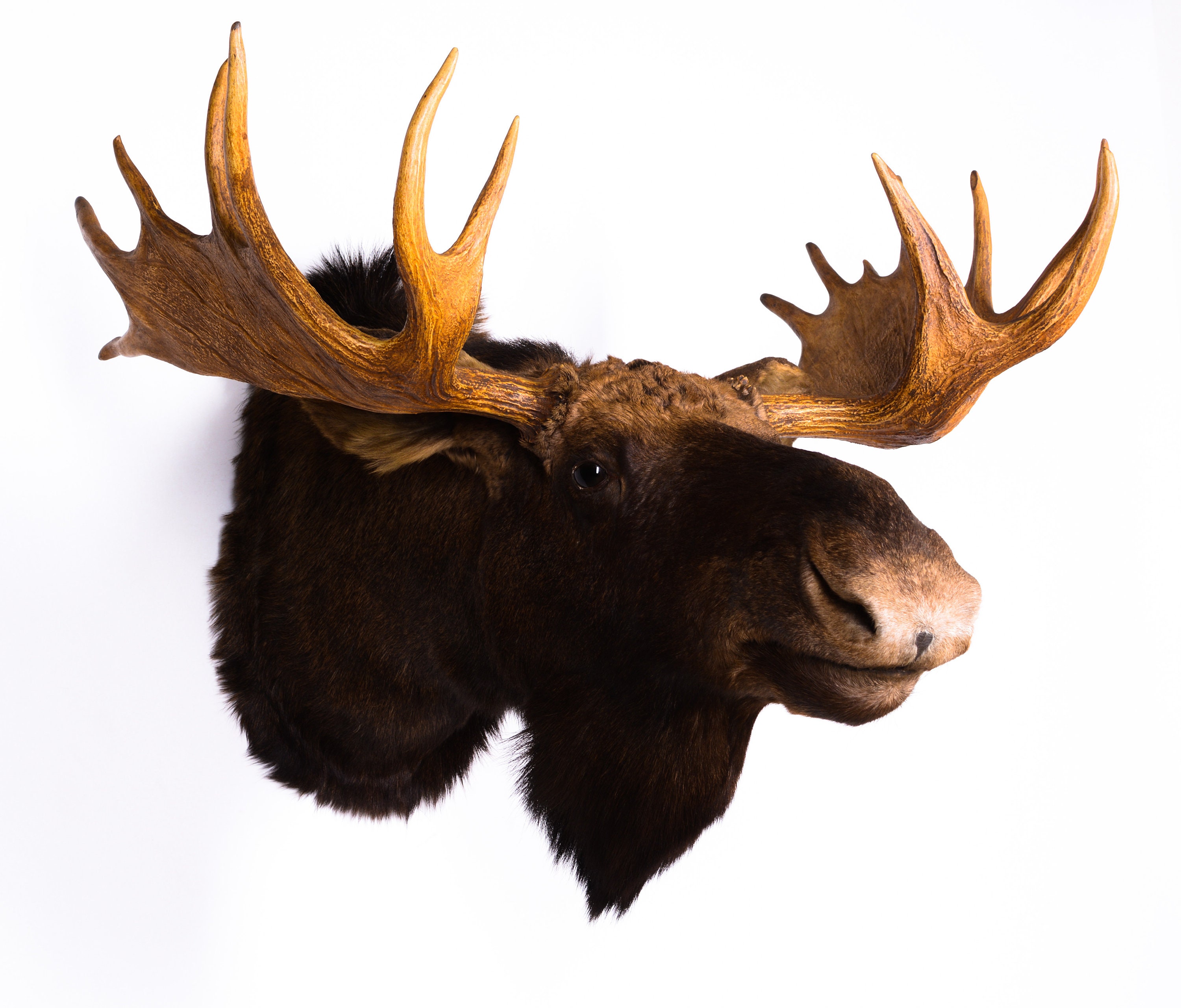Taxidermy Moose BIG Shoulder mount Real Stuffed animal Mammal Etsy