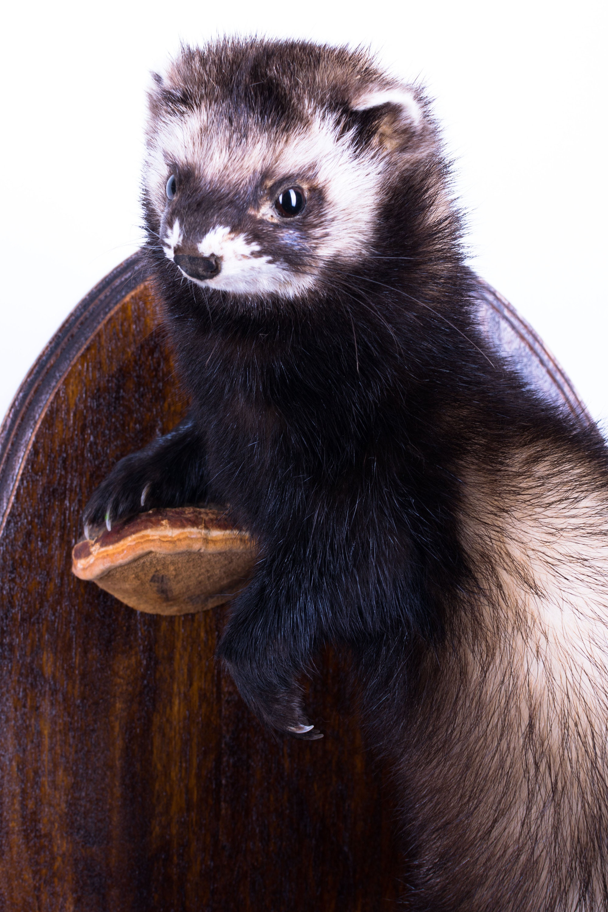 Taxidermy Polecat Ferret Stuffed mammal animal New Life size Etsy