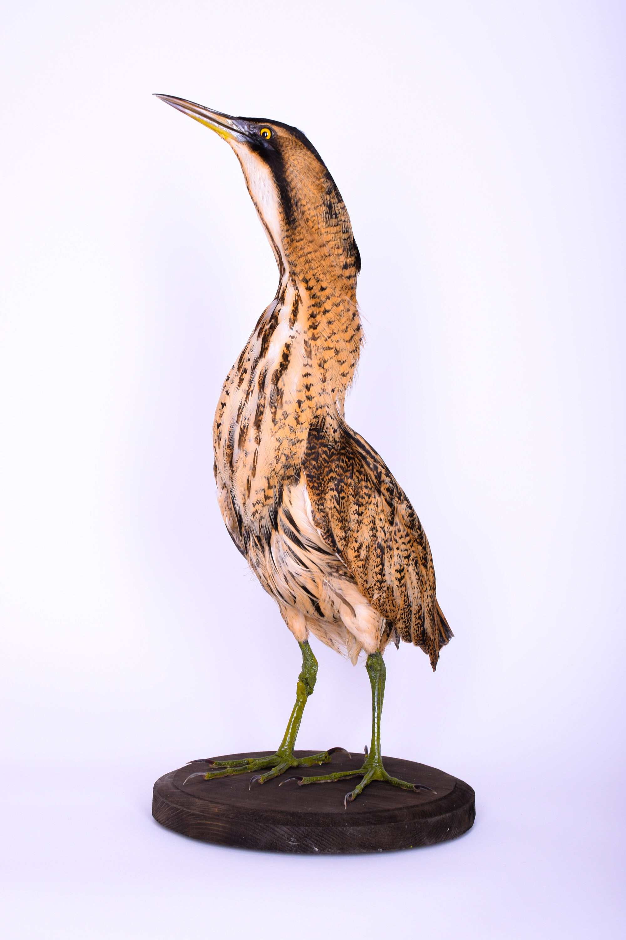 Taxidermy Great Bittern Bird Stuffed Animal Mount Botaurus Etsy Taxidermy Great Bittern Bird Stuffed Animal Mount Botaurus Etsy