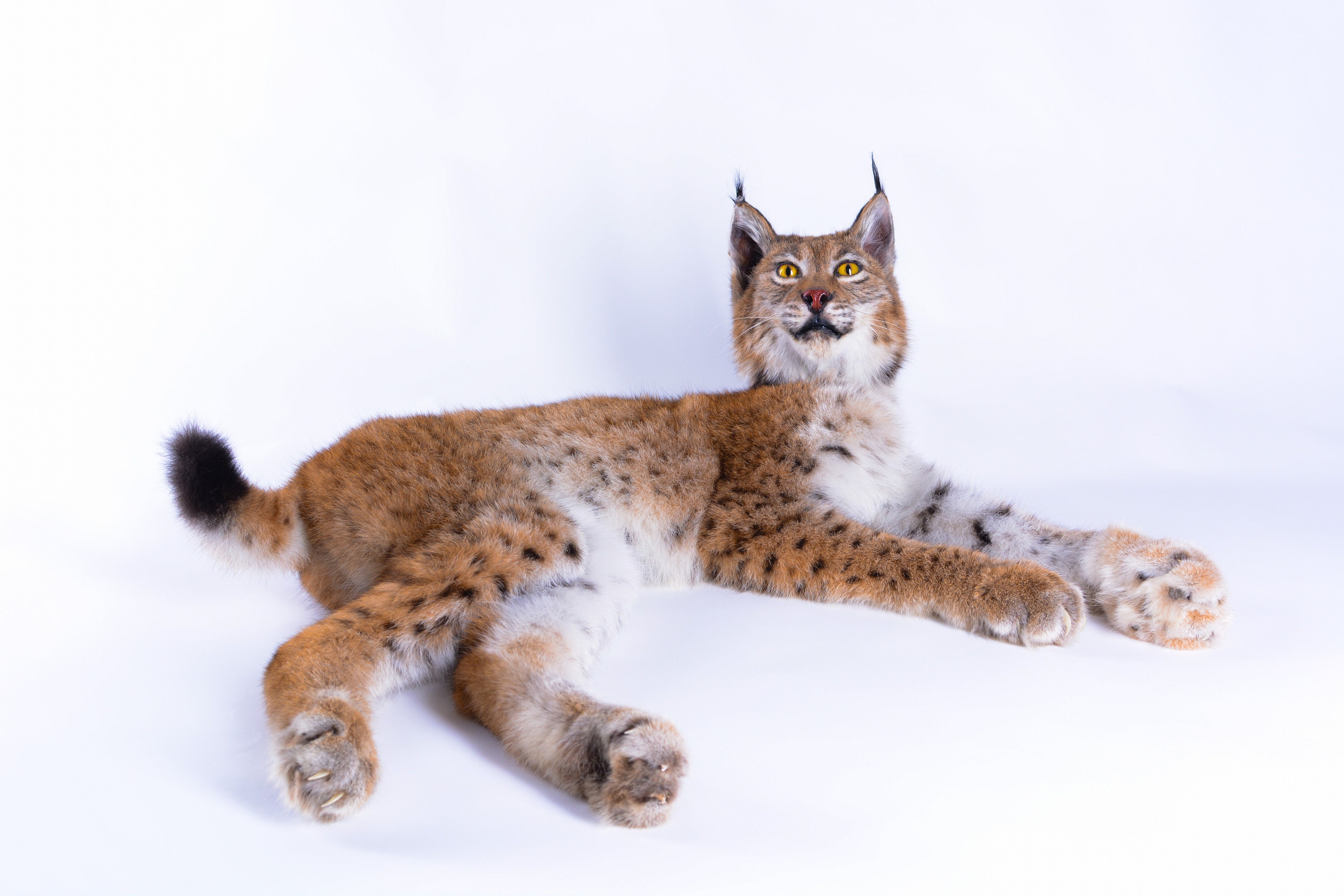 Taxidermy Eurasian lynx Real Stuffed animal Mammal Home Decor Etsy