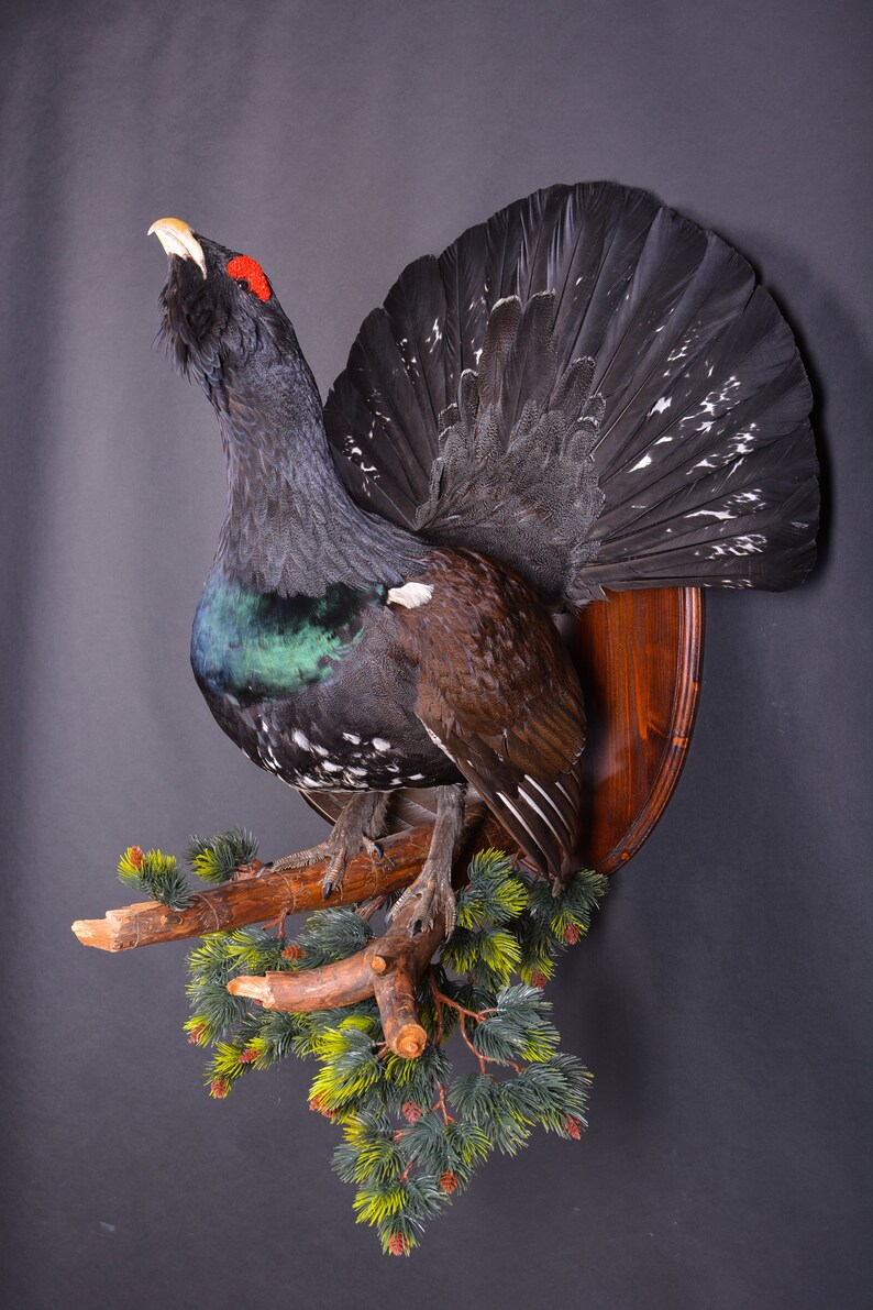 Real Taxidermy Stuffed \u0421apercaillie Grouse Bird New Hunting trophy Scientific Zoology Gift Fur Table Stand Home Decor Skin
