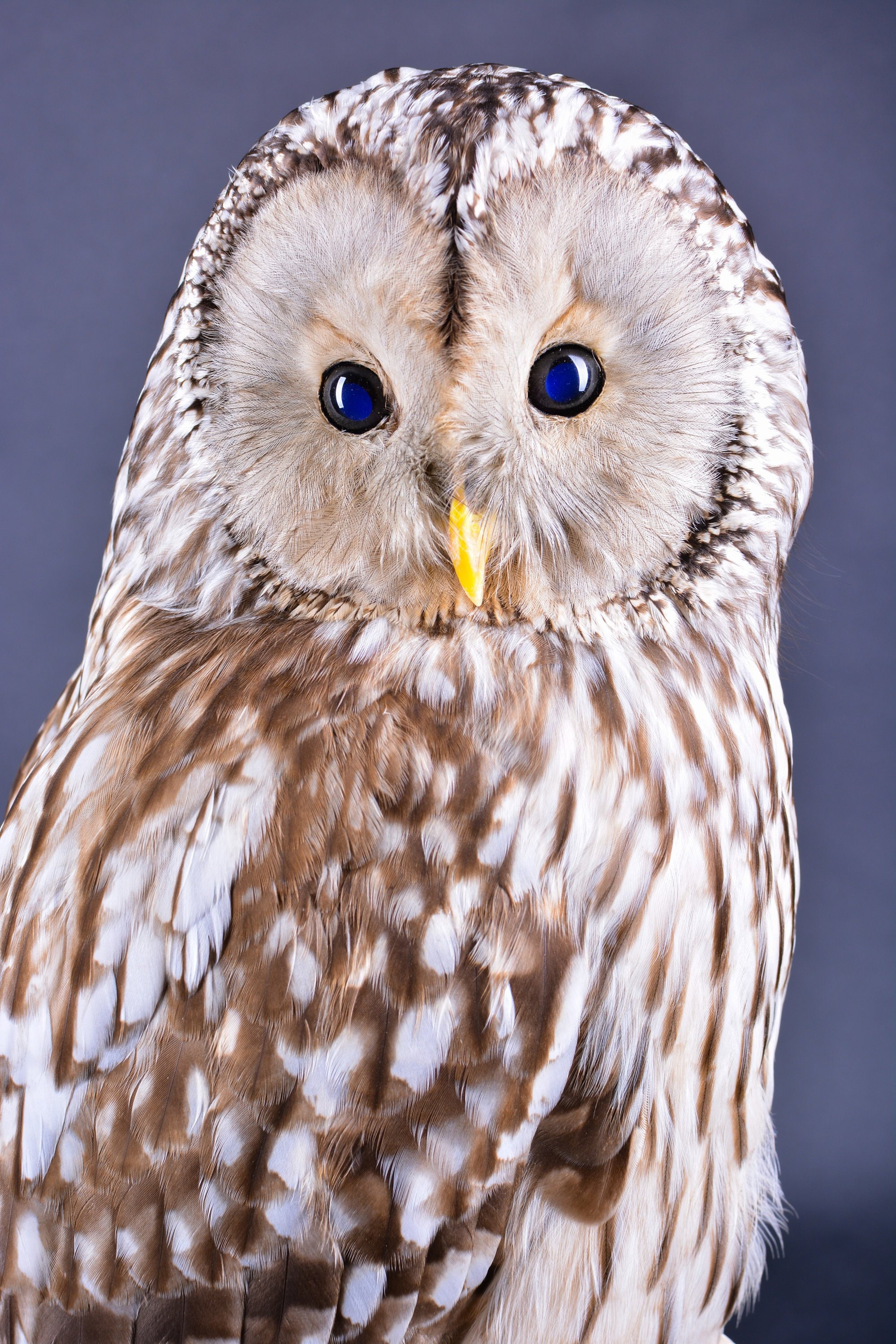 real stuffed owl