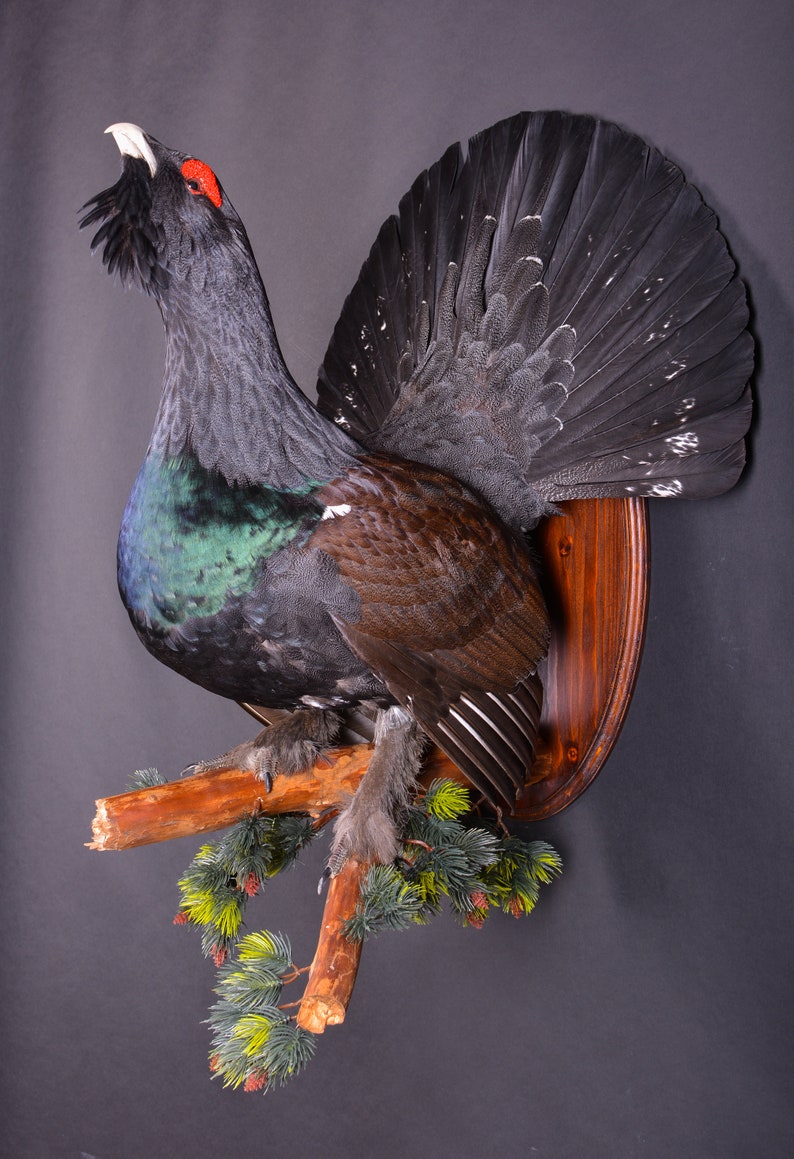 Real Taxidermy Stuffed \u0421apercaillie Grouse Bird New Hunting trophy Scientific Zoology Gift Fur Table Stand Home Decor Skin