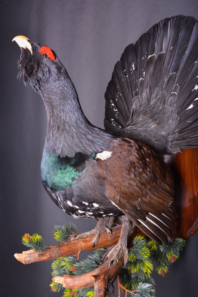 Real Taxidermy Stuffed \u0421apercaillie Grouse Bird New Hunting trophy Scientific Zoology Gift Fur Table Stand Home Decor Skin