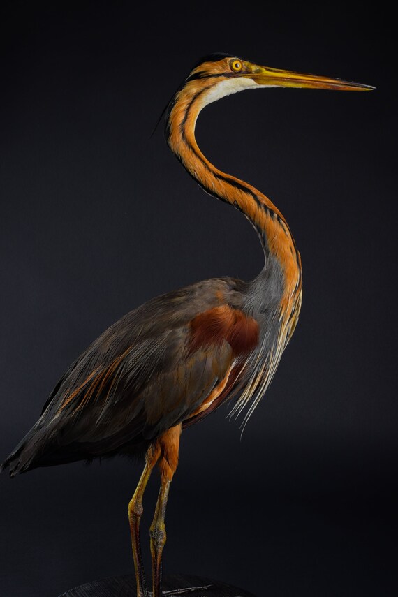 stuffed heron