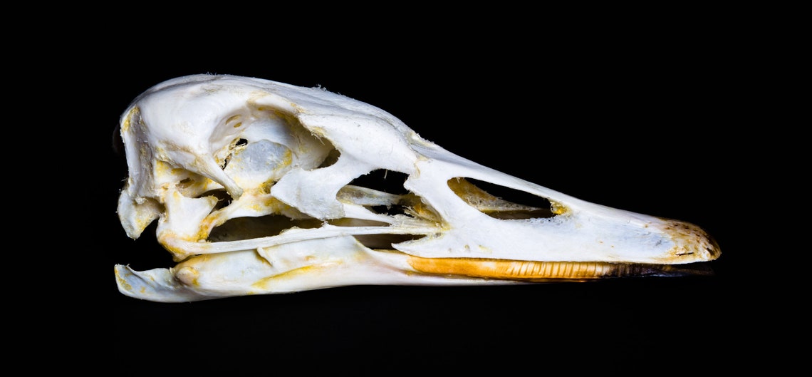 Skull Swan Taxidermy | Etsy