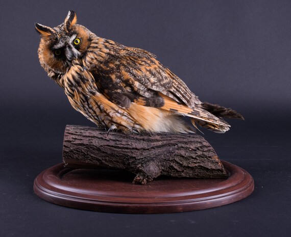 real stuffed owl