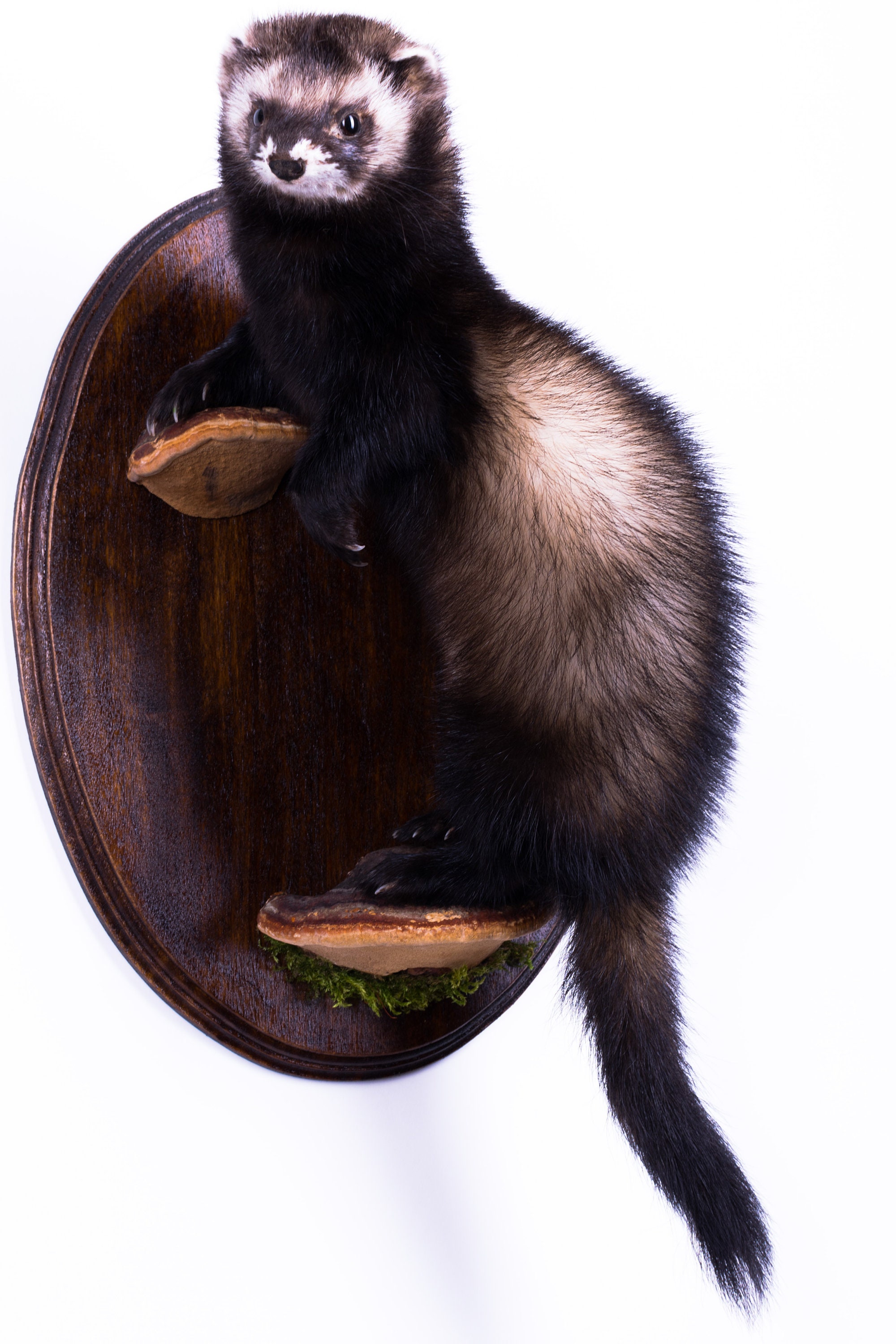 Taxidermy Polecat Ferret Stuffed mammal animal New Life size Etsy