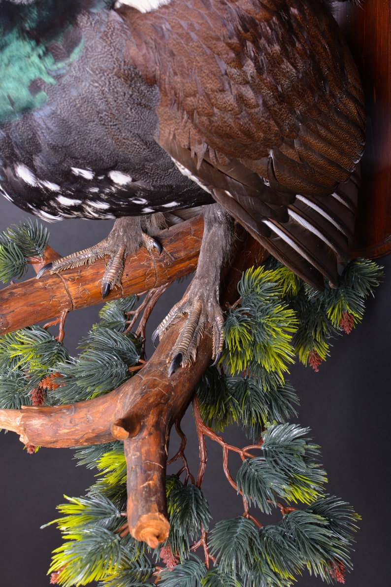 Real Taxidermy Stuffed \u0421apercaillie Grouse Bird New Hunting trophy Scientific Zoology Gift Fur Table Stand Home Decor Skin