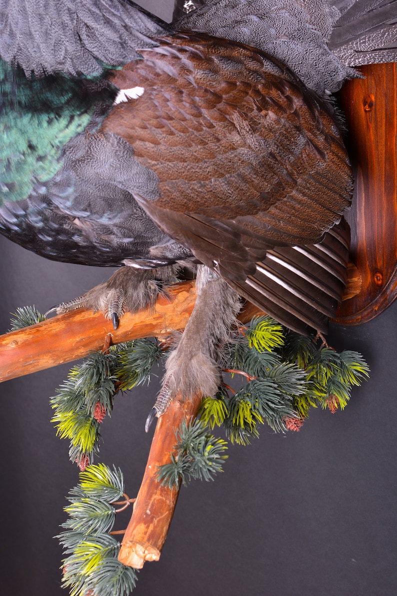 Real Taxidermy Stuffed \u0421apercaillie Grouse Bird New Hunting trophy Scientific Zoology Gift Fur Table Stand Home Decor Skin