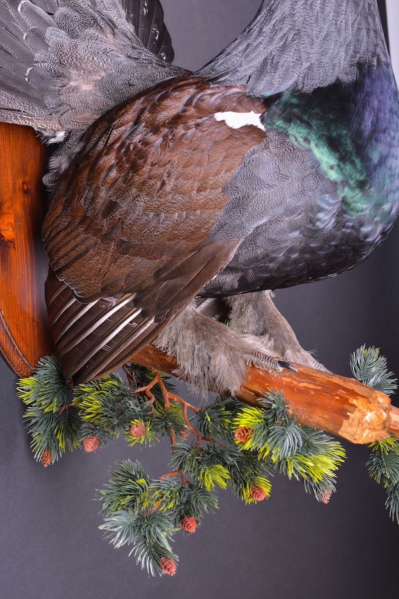 Real Taxidermy Stuffed \u0421apercaillie Grouse Bird New Hunting trophy Scientific Zoology Gift Fur Table Stand Home Decor Skin