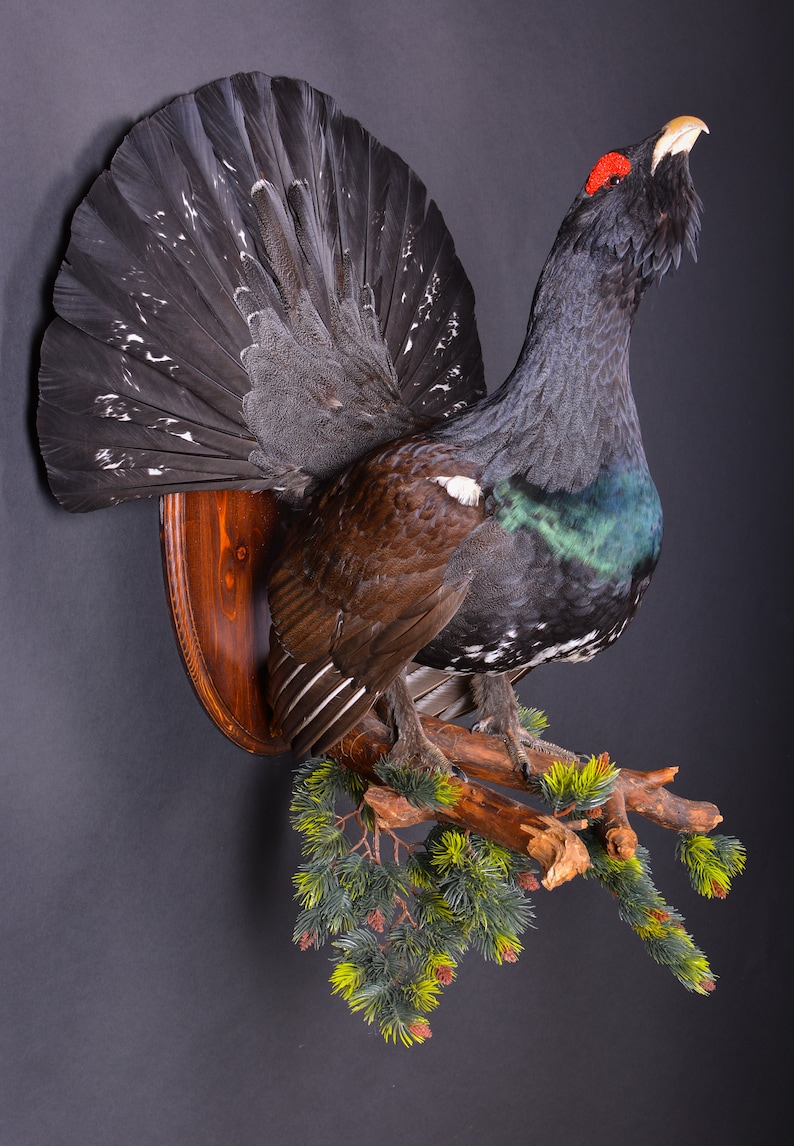 Real Taxidermy Stuffed \u0421apercaillie Grouse Bird New Hunting trophy Scientific Zoology Gift Fur Table Stand Home Decor Skin