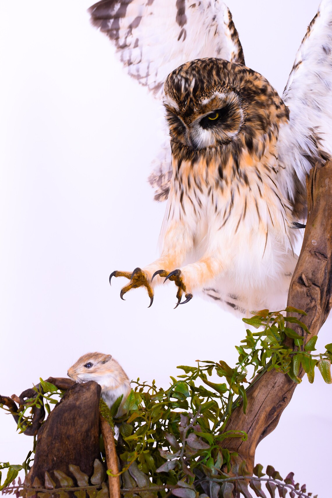 Taxidermy Long-eared Owl with mouse Bird Stuffed animal Mount | Etsy