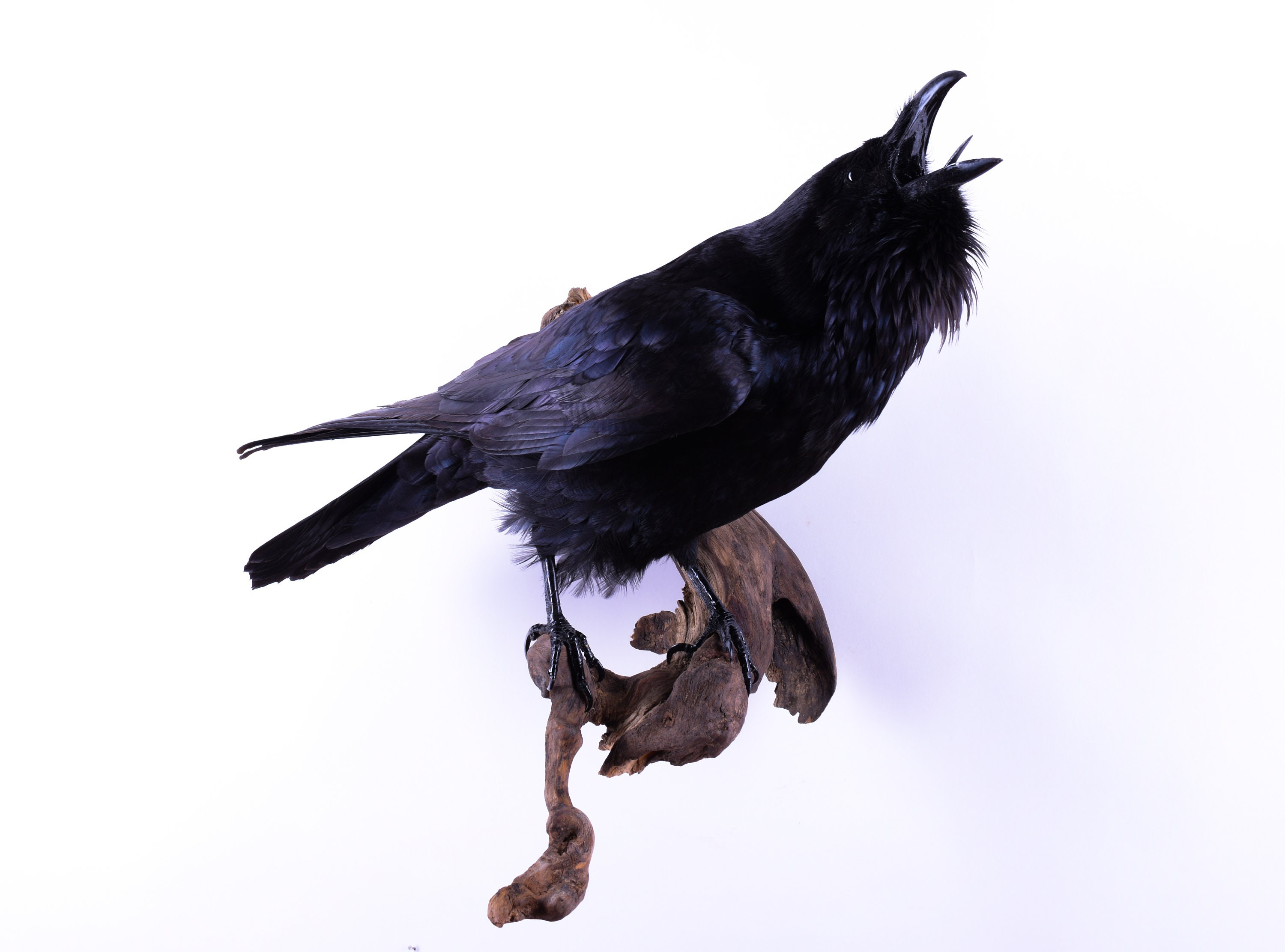 Taxidermy Raven Bird Stuffed animal Mount Gothic Corvus corax | Etsy