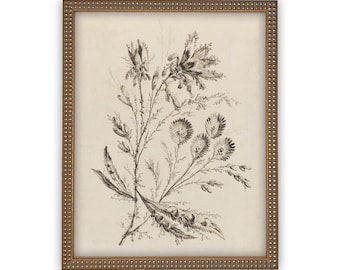 Vintage Framed Canvas Art  // Framed Vintage Print // Vintage Painting // Botanical Floral Sketch // Farmhouse print  //#BOT-115