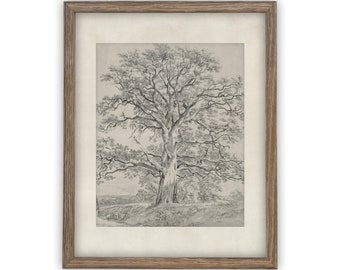 Vintage Framed Tree Sketch Print: Farmhouse Canvas Art