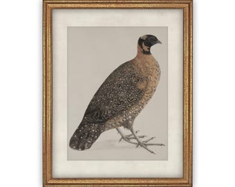 Vintage Bird Print: Framed Canvas Reproduction, Farmhouse Art