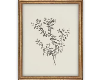 Framed Vintage Botanical Sketch Print: Farmhouse Canvas Art