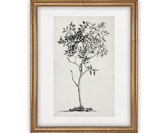 Vintage Framed Canvas Print: Black & White Tree Sketch