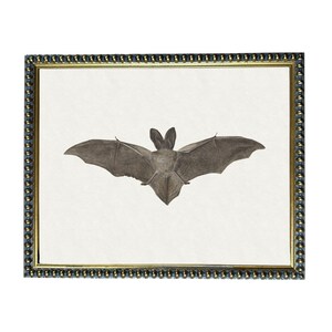 a bat with its wings spread wide, depicted in a framed artwork.