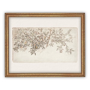 Vintage Framed Canvas Art  // Framed Vintage Print // Vintage Painting // Botanical Citrus Tree Sketch // Farmhouse print  //#BOT-111