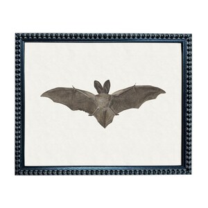 A framed image of a bat with its wings spread, displayed in a black frame with a decorative border.