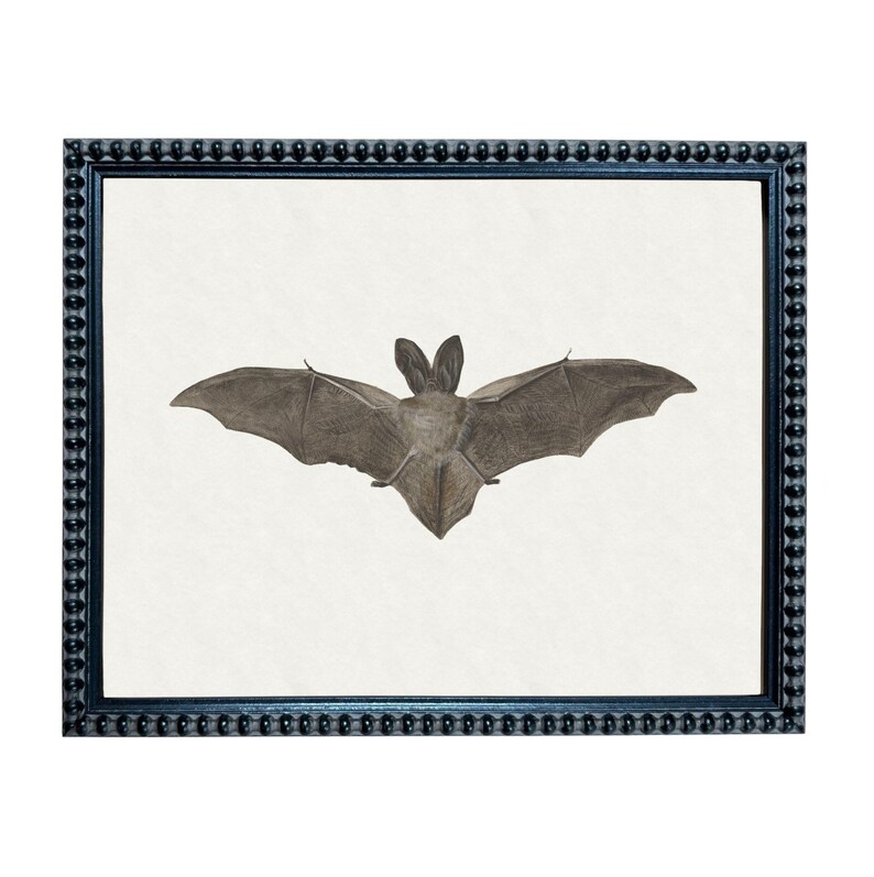 A framed image of a bat with its wings spread, displayed in a black frame with a decorative border.