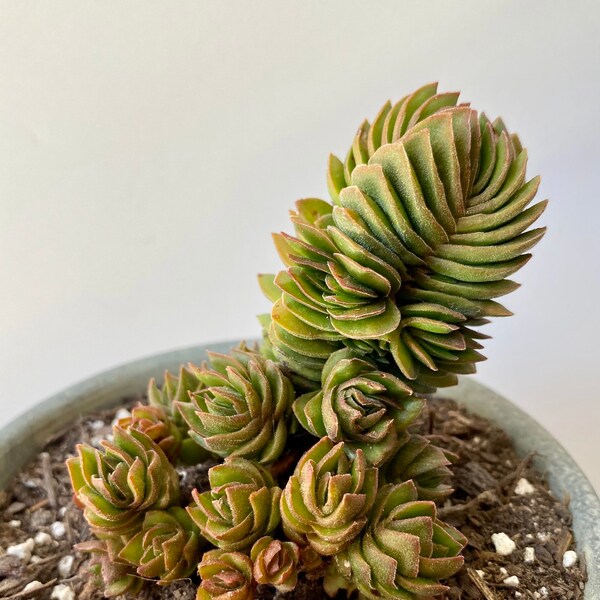 Crassula Buddha’s Temple 2-3 inch Cluster Rare Succulent Plant (pot not included) #A