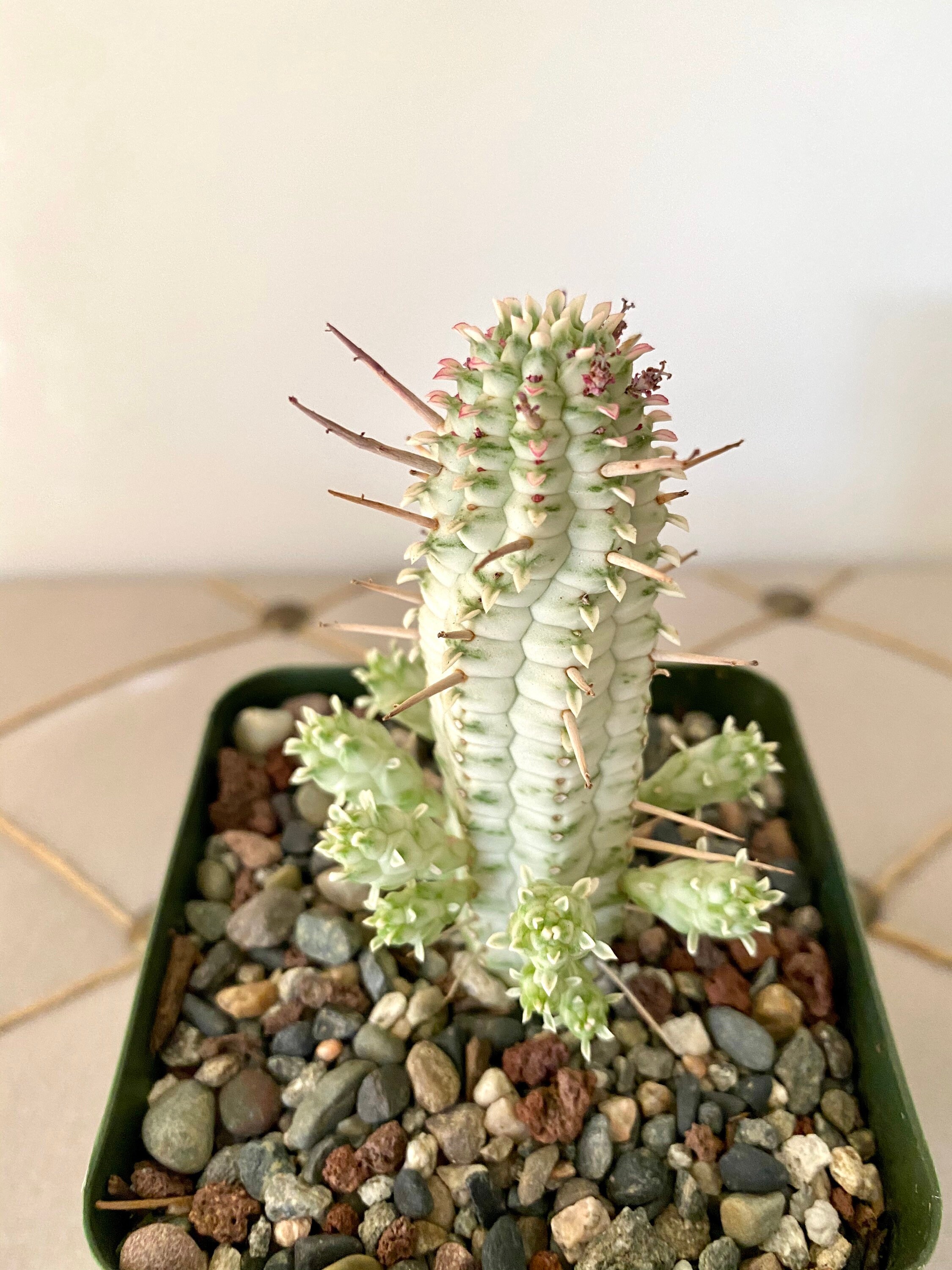 Euphorbia Mammiliaris Indian Corn Cob Cactus Succulent Plant Etsy