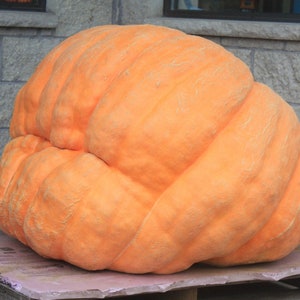 Huge GIGANTIC Monster Pumpkin - Up to 400 or 500 lbs (& even 1000 lbs)! 7 Seeds -- State Fair Winners FREE SHIPPING