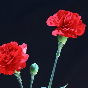 Dwarf Carnation SEEDS (Color Megamix) - Dianthus caryophyllus -- Fast Free Shipping -- (50 Seeds) Whimsical Double Blooms