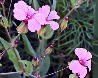 New Gorgeous Saponaria Vaccaria PINK Beauty SEEDS -- Fast FREE Shipping -- Lovely cottage garden favorite -- Soapwort (20 Seeds)